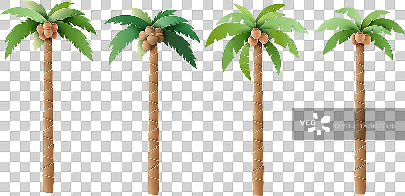 一组带椰子的棕榈树图片素材