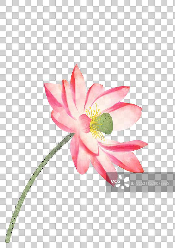 荷花插画图片素材