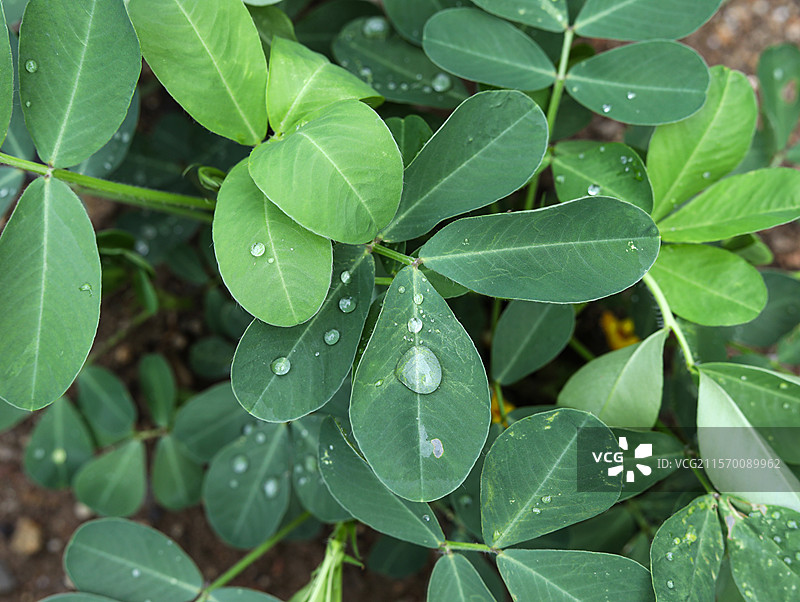 春天大自然中的绿色树叶叶子和上面的水滴雨滴图片素材