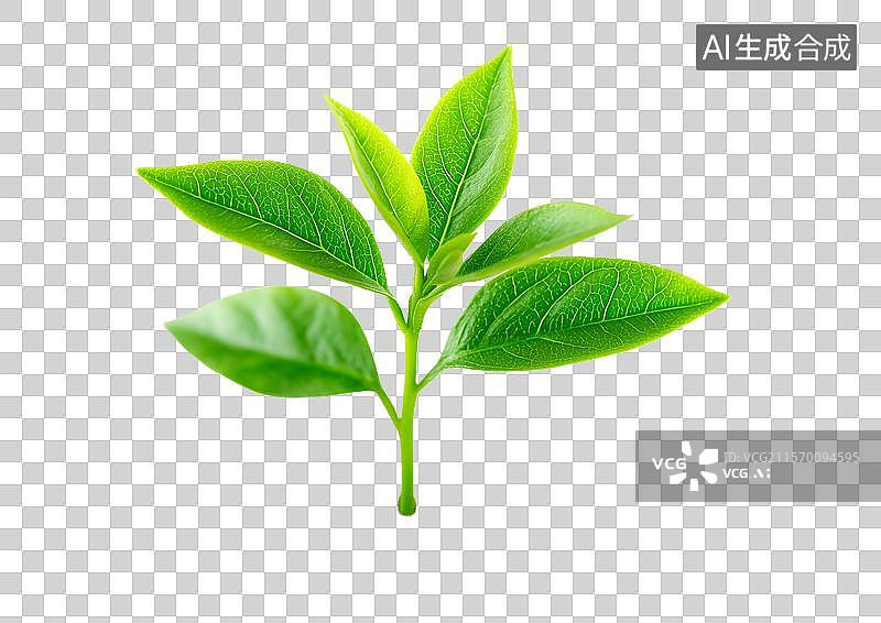 【AI数字艺术】【免抠png素材】白底背景上绿色的树苗图片素材