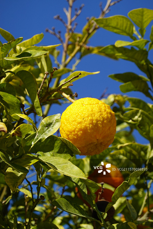 柠檬图片素材