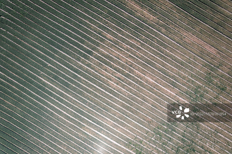 麦田俯拍自然风景图片素材