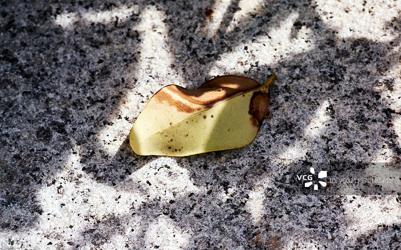 地上光影下的一片树叶图片素材