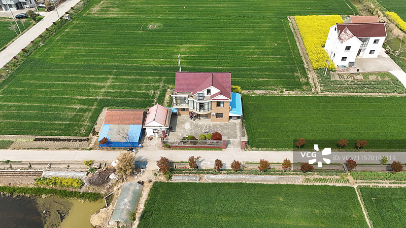 航拍南通新农村春天的田野和油菜花图片素材