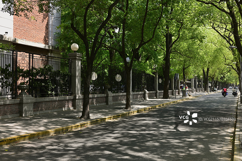 林荫道图片素材