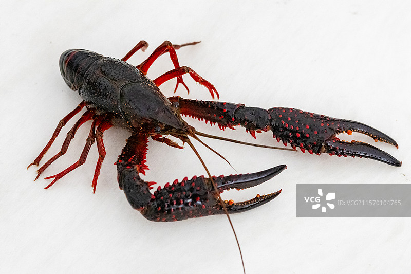 小龙虾图片素材