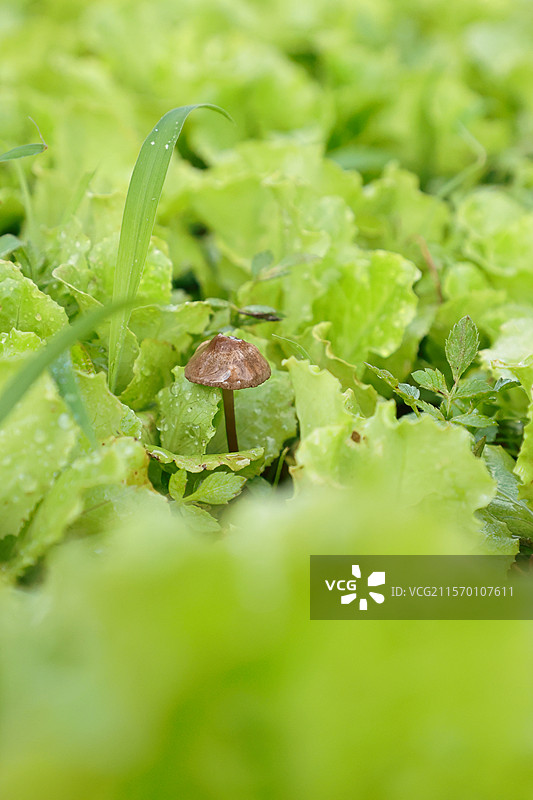 生菜地里的小蘑菇图片素材