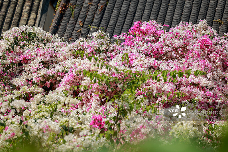 甘坑古镇古韵庭院的繁花似锦图片素材