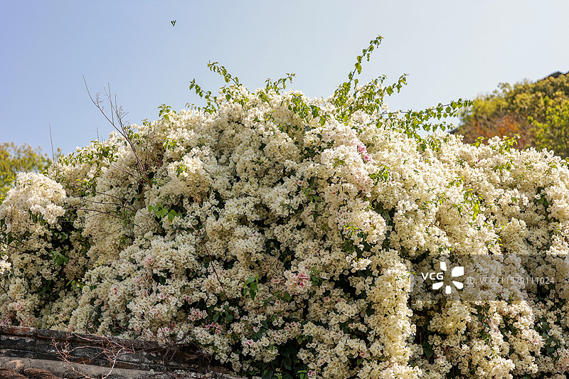 甘坑古镇古韵庭院的繁花似锦图片素材