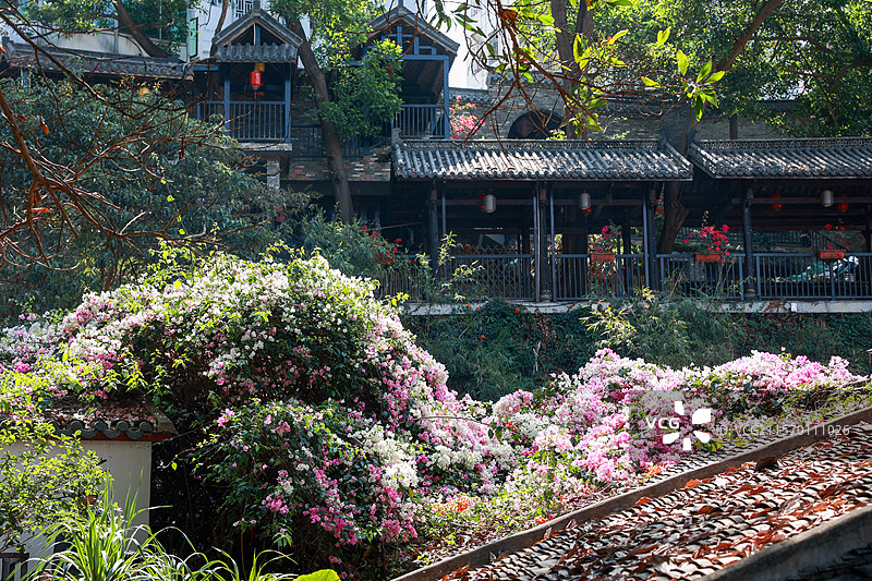 甘坑古镇古韵庭院的繁花似锦图片素材