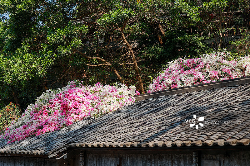 甘坑古镇古韵庭院的繁花似锦图片素材