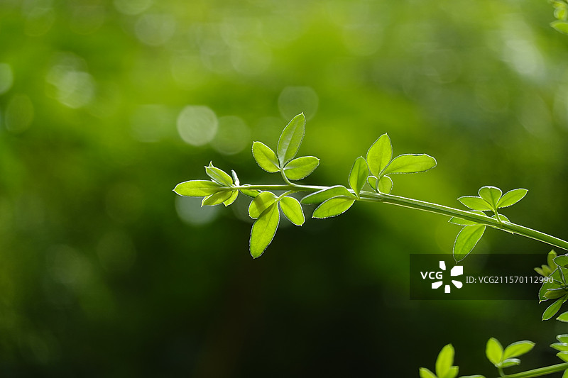上海夏天绿色野迎春生长图片素材