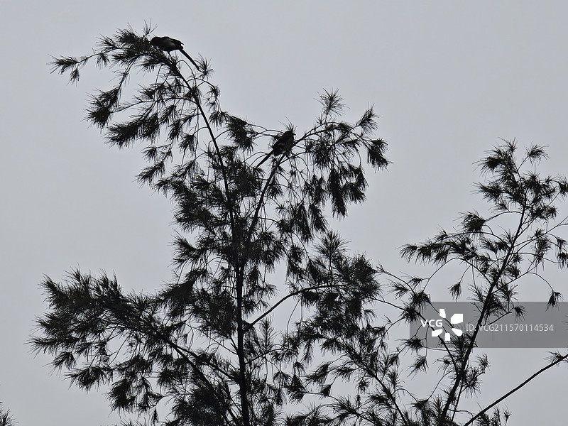 落在树梢的小鸟台湾新竹公园街拍图片素材