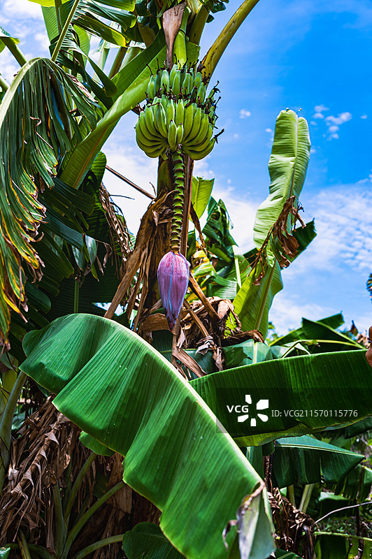 涠洲岛风景图片素材