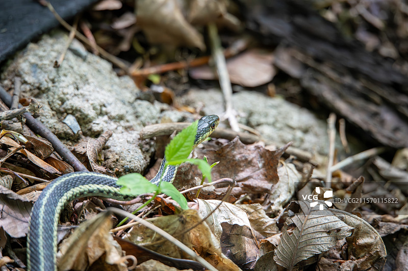 东部束带蛇 Eastern Garter Snake图片素材