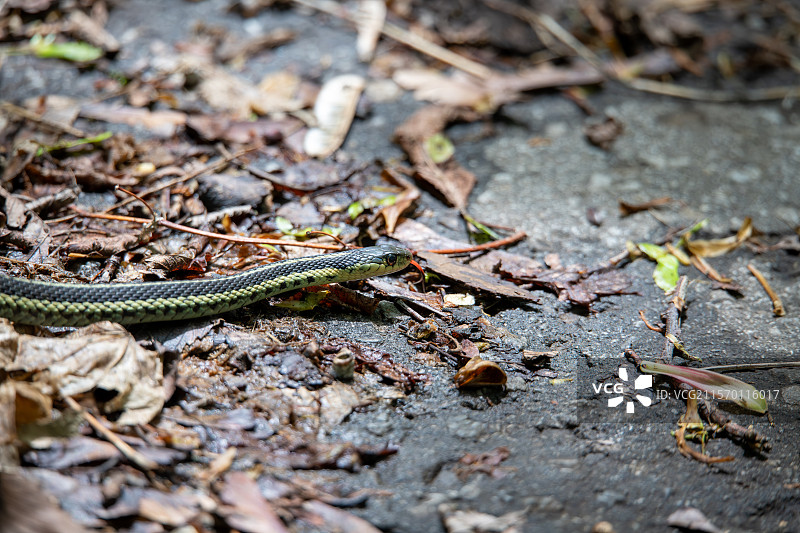 东部束带蛇 Eastern Garter Snake图片素材