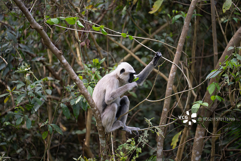 尼泊尔奇特旺国家自然保护区野生黑脸叶猴图片素材