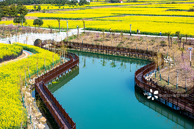 远处的油菜花田和近处的水渠图片素材