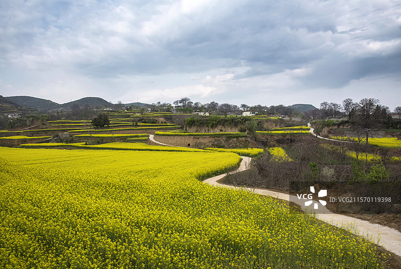 河南省郑州市新密市袁庄镇乱石坡村油菜花景观图片素材