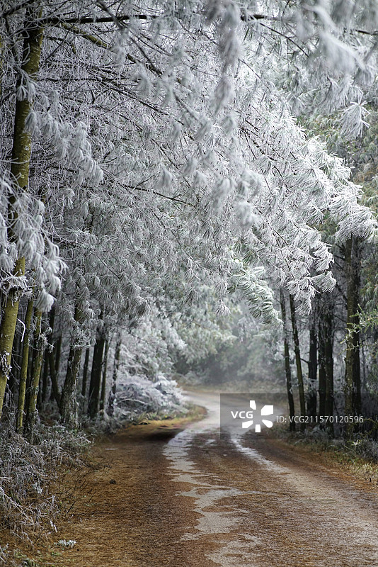云南 石林 圭山 雾凇图片素材