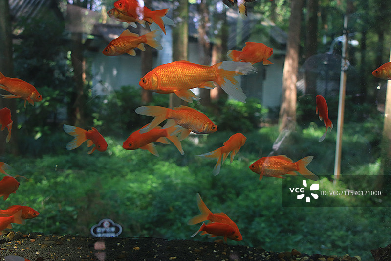 杭州西湖曲院风荷梦核金鱼图片素材