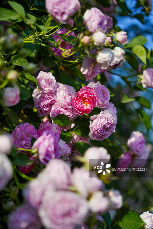 重瓣野蔷薇七姐妹特写图片素材