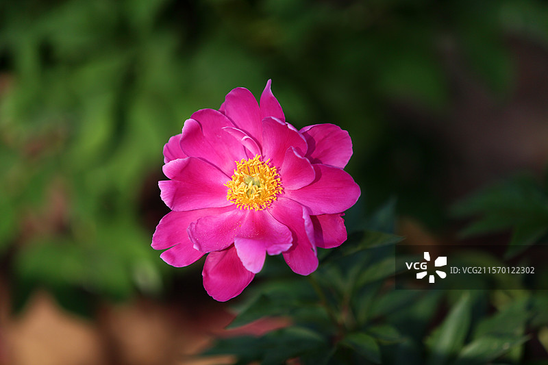 春天盛开的芍药花（南京古林公园牡丹园）图片素材