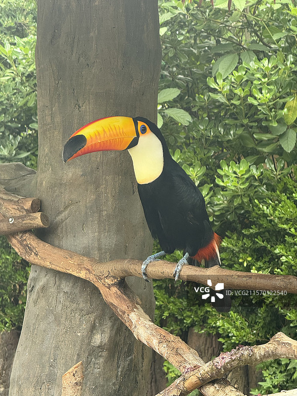 上海野生动物园20250525狮子老虎鹦鹉熊猫小熊猫小浣熊乌龟豹子斑马羊驼袋鼠长劲鹿火烈鸟海豹耳廓狐图片素材