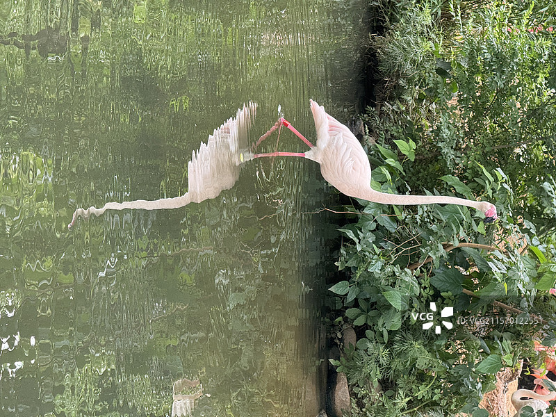 上海野生动物园20250525狮子老虎鹦鹉熊猫小熊猫小浣熊乌龟豹子斑马羊驼袋鼠长劲鹿火烈鸟海豹耳廓狐图片素材