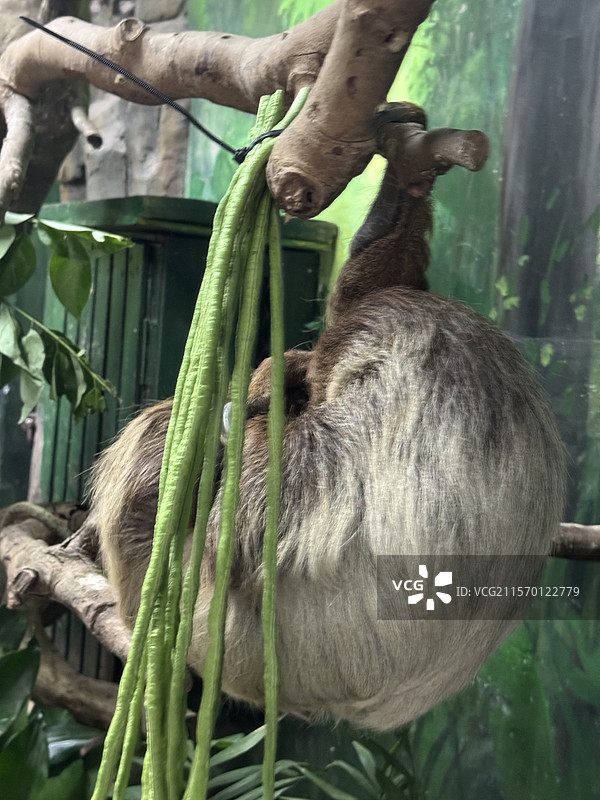 上海野生动物园20250525狮子老虎鹦鹉熊猫小熊猫小浣熊乌龟豹子斑马羊驼袋鼠长劲鹿火烈鸟海豹耳廓狐图片素材