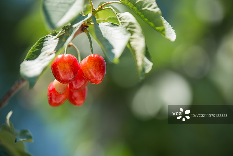 门头沟，从韭园到九龙山徒步图片素材