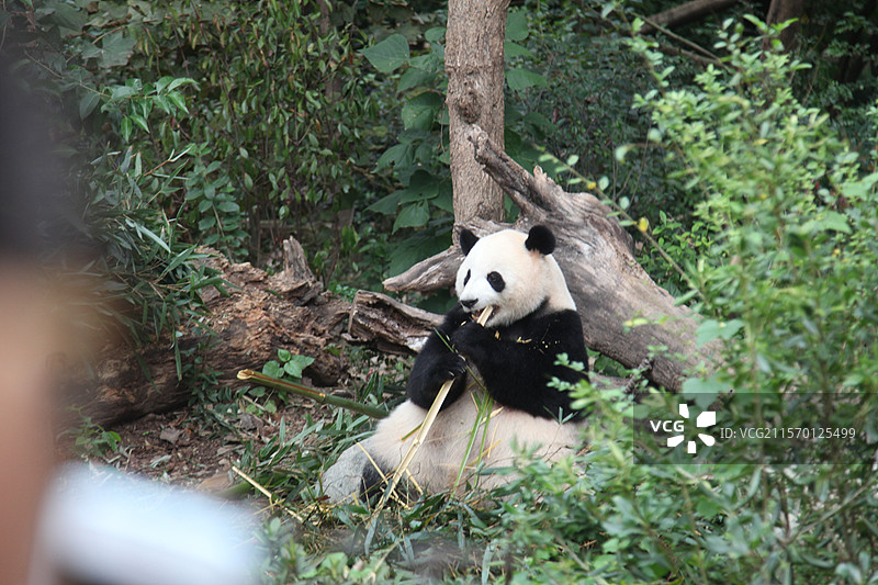 四川省成都市大熊猫繁育中心的大熊猫和游客成都大熊猫繁育研究基地位于四川省成都市成华区熊猫大道图片素材
