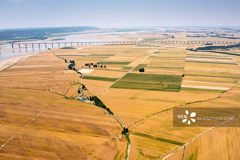 五月的黄河两岸麦田风光图片素材