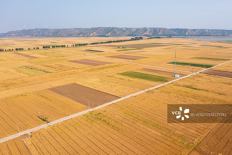 五月的黄河两岸麦田风光图片素材