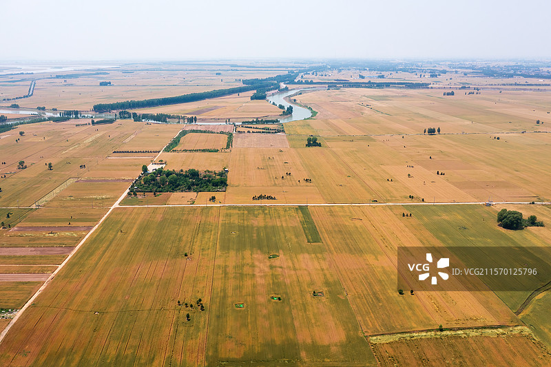 五月的黄河两岸麦田风光图片素材