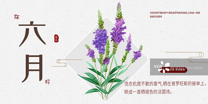 六月花卉薰衣草插画展板图片素材