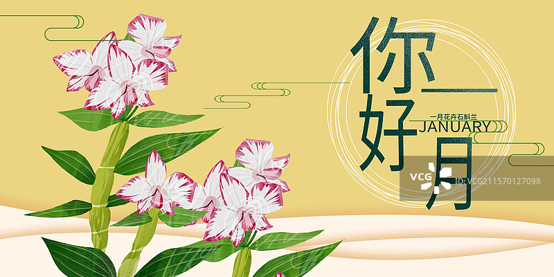 一月花卉石斛兰插画展板图片素材
