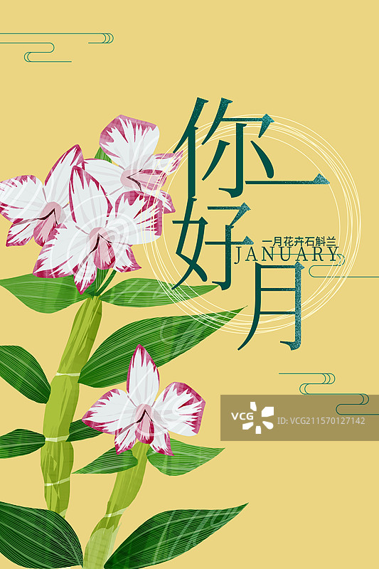 一月花卉石斛兰插画海报图片素材