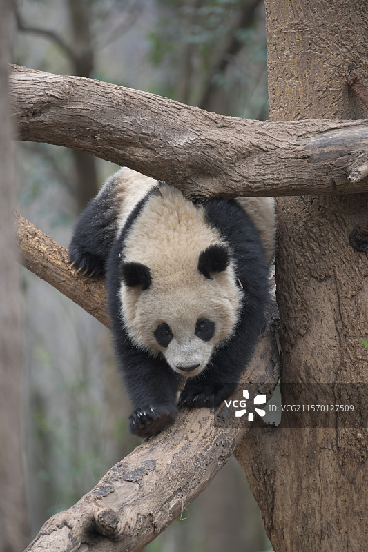 大熊猫图片素材