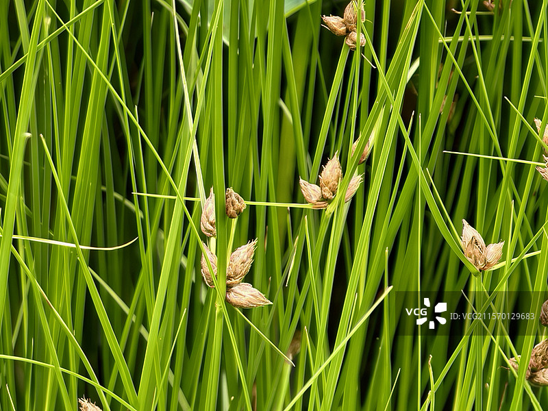 绿色水葱图片素材