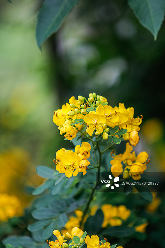 决明子花开图片素材