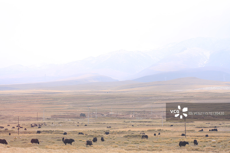 雪山背景下的广袤牧场上许多黑色牦牛图片素材