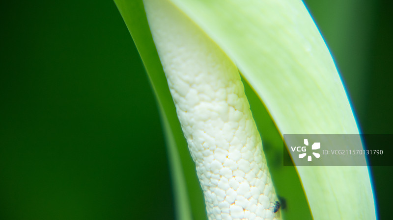 滴水观音花蕊海芋花图片素材