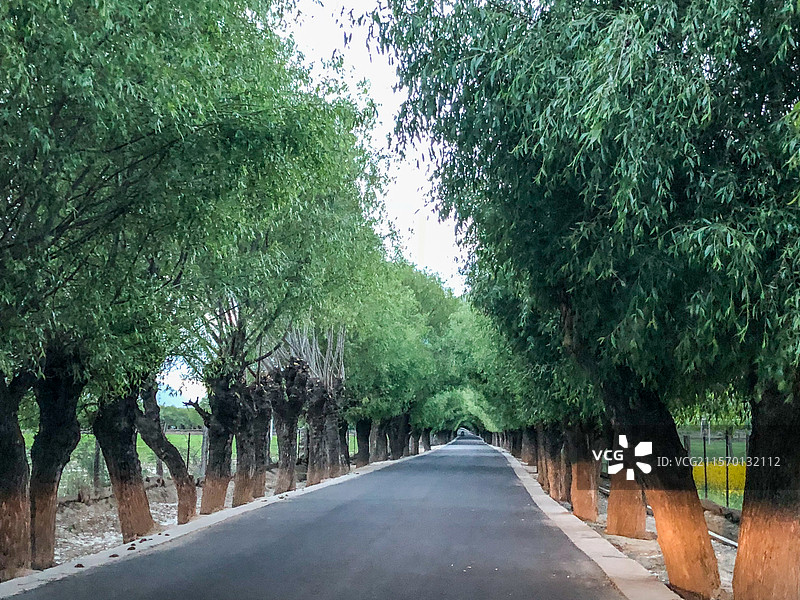 西藏林芝附近的乡村道路和两旁的行道树图片素材