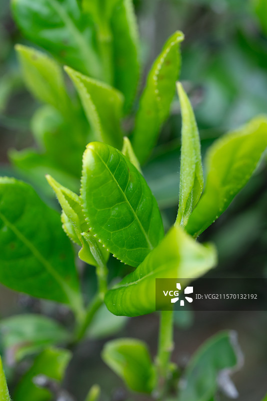 云海茶山图片素材