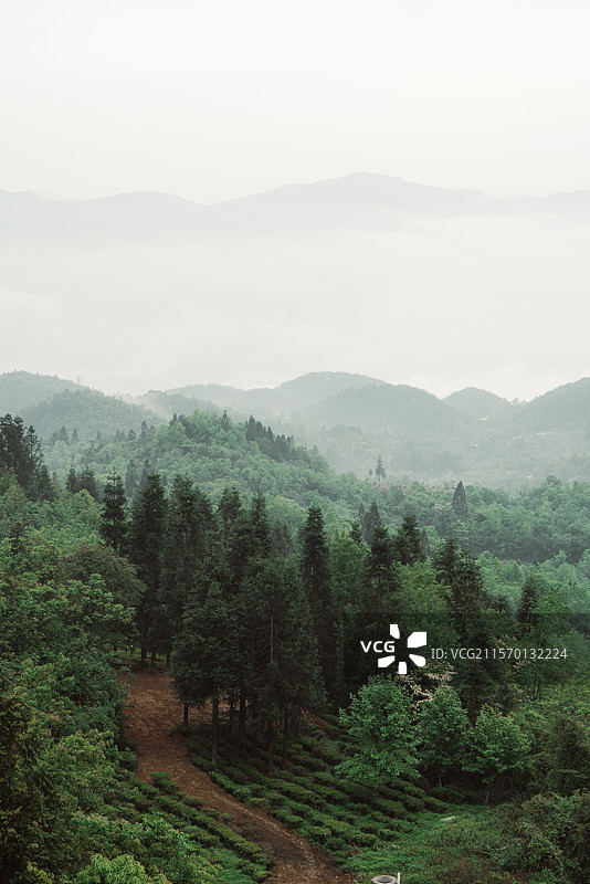 云海茶山图片素材