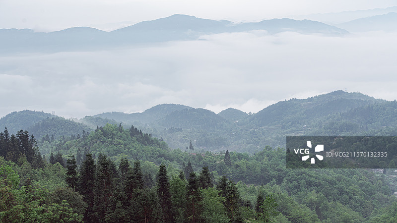 云海茶山图片素材