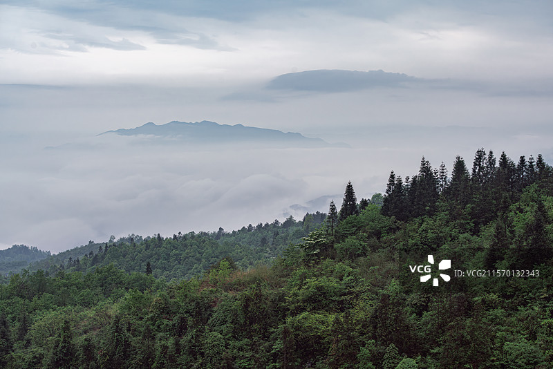 云海茶山图片素材