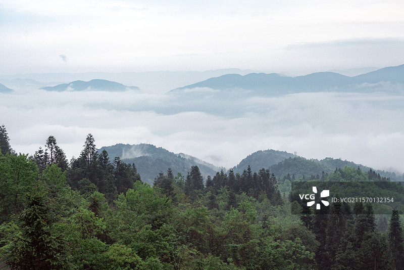 云海茶山图片素材