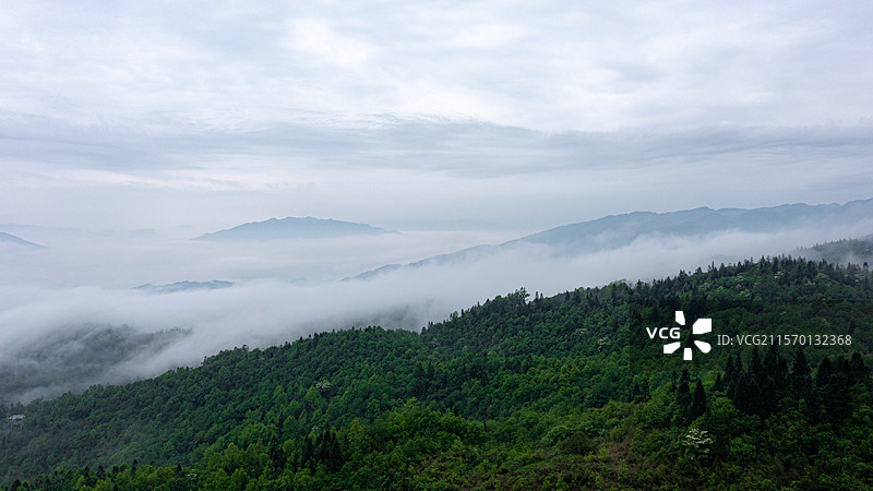 云海茶山图片素材